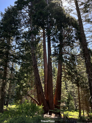 Kings Canyon National Park
