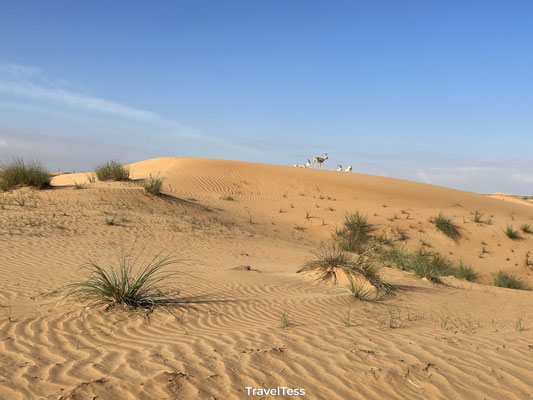 Desert safari vanuit Dubai
