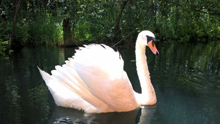 Schwan Felix,...