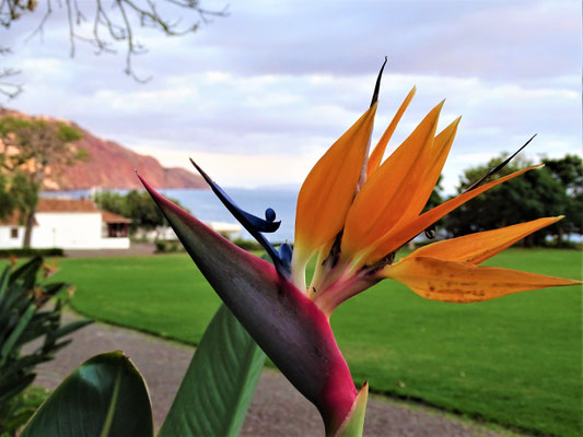 Parque de Santa Catarina in Funchal, Paradiesblume, Strelitzia