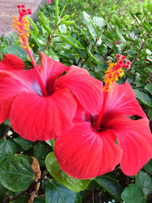 Hibiskusblüte