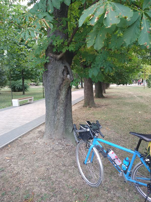 das neue, alte Versteck im Baum...