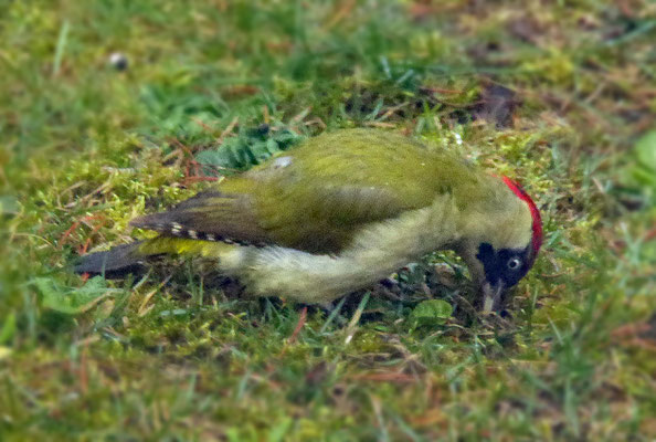 Grünspecht in Nachbars garten