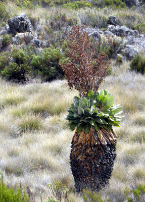 blühende Senezie