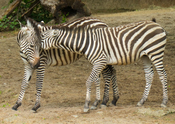 Zoo Basel