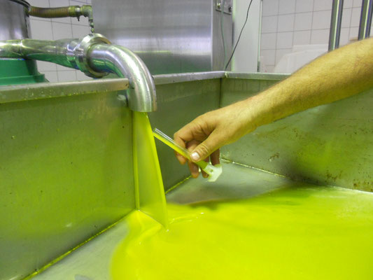 eine Person mit Glas testet frisches Olivenöl das aus einem Hahn kommt