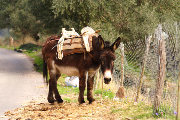 Esel mit Sattel auf dem Rücken wartet am Wegesrand
