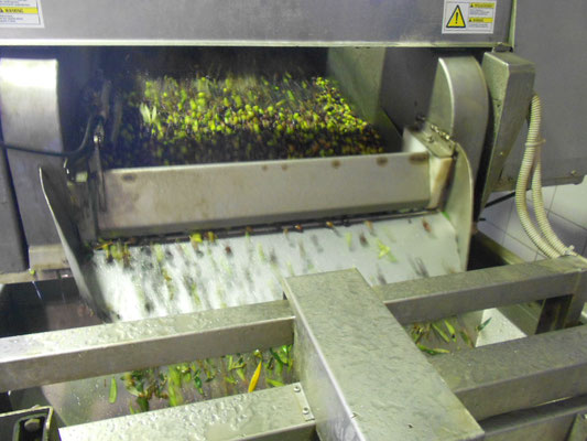 Oliven werden in der Ölmühle gewaschen und von Blättern getrennt