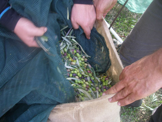 Oliven werden vom Netz in einen Sack gefüllt