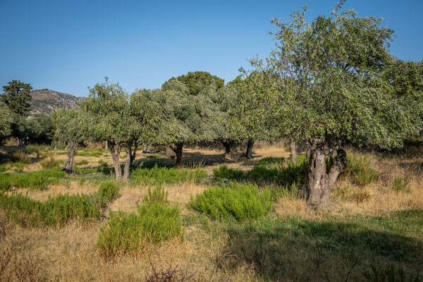 Olivenhain mit vielen Bäumen im Sonnenschein