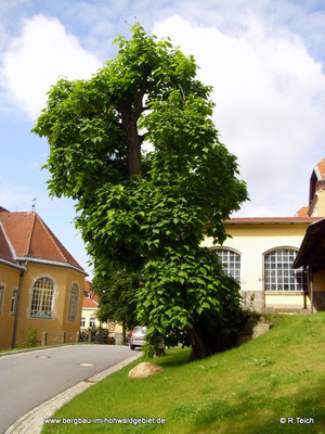 Trompetenbaum im Klinikgelände