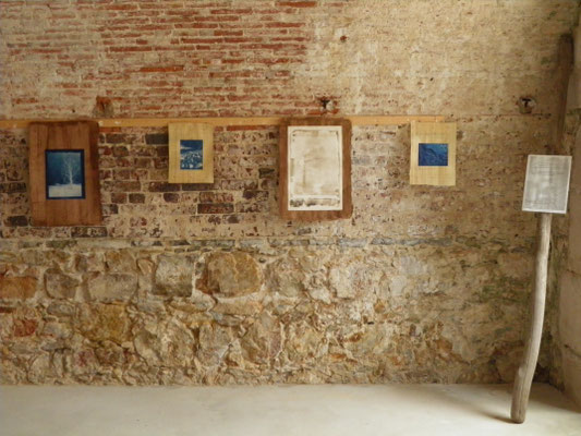 cyanotypes sur papyrus