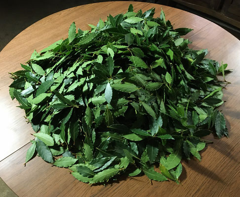 1kg de Feuilles de Laurier Noble