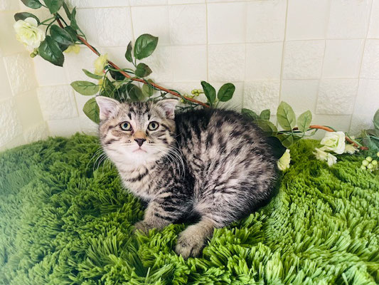 販売中の子猫 - 子猫の激安販売【関東・埼玉 猫の部屋セイワ 販売中の子猫 - 子猫の激安販売【関東・埼玉 猫の部屋セイワ