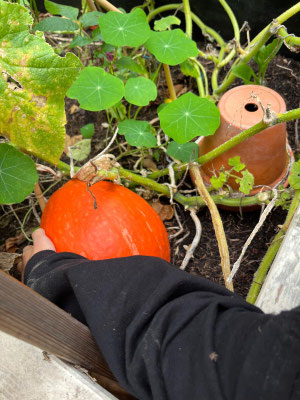 Hokaidokürbis im Hochbeet