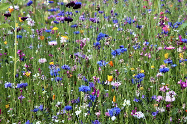 Sommerwiese blau