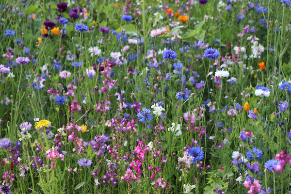 Sommerwiese bunt