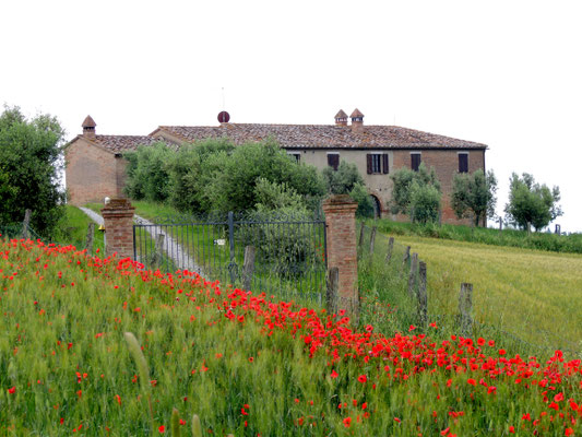 Roter Mohn