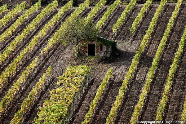 Weinberg im Chianti