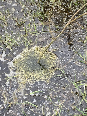 © Monika Labes (Laichballen Seefrosch)