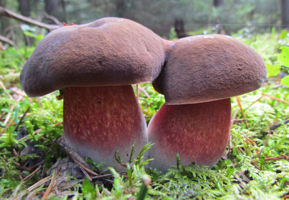 Flockenstieliger Hexenröhrling (S. Mengel)