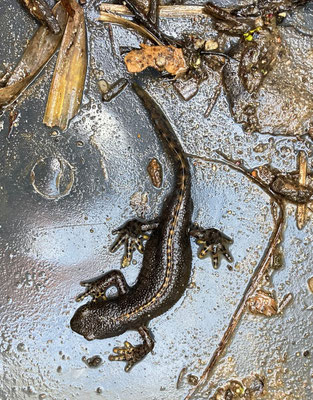 © Monika Labes (Bergmolch)