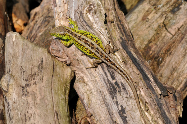 © LBV-Bildarchiv Eberhard Pfeuffer (Zauneidechse)