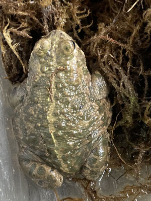 © Monika Labes (Kreuzkröte)