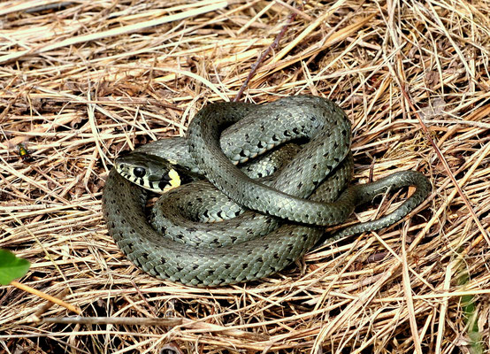 © LBV-Bildarchiv Eberhard Pfeuffer (Ringelnatter)