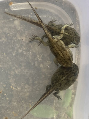 © Monika Labes (Kreuzkrötenlarve)