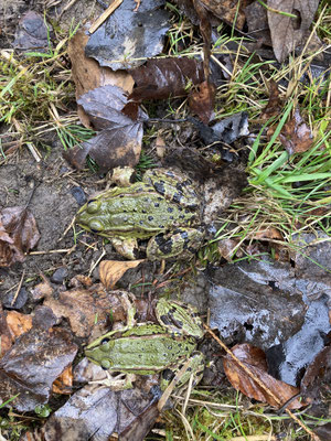 © Monika Labes (Teichfrosch)