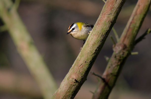 Sommergoldhähnchen (Regulus ignicapilla), Foto: Viola Wege