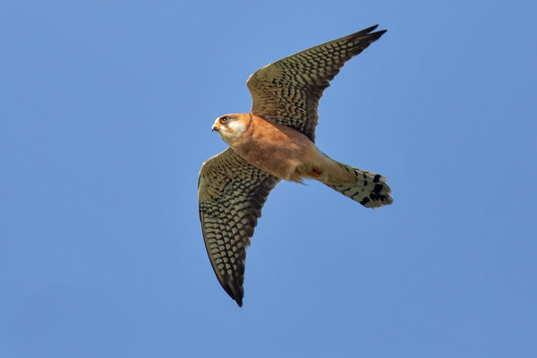 Weiblicher Rotfußfalke (Falco vespertinus) Flugbild