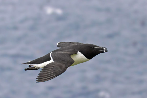  Tordalk (Alca torda) im  norwegischen Varanger.