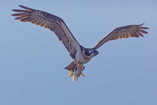 Amerikanischer Fischadler (Pandion haliaetus carolinensis)