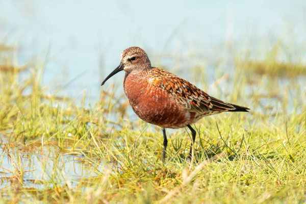 Sichelstrandläufer (Calidris ferruginea) im Prachtkleid (Rumänien; Mai 2019)