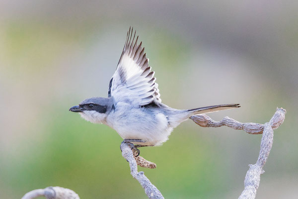 Raubwürger (Lanius excubitor koenigi)