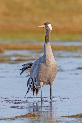 Kranich (Grus grus)