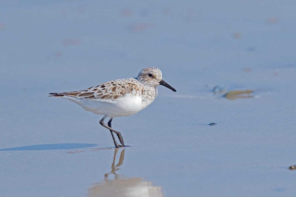 Sanderling (Calidris alba) im Übergangskleid