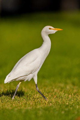 Kuhreiher (Bubulcus ibis)