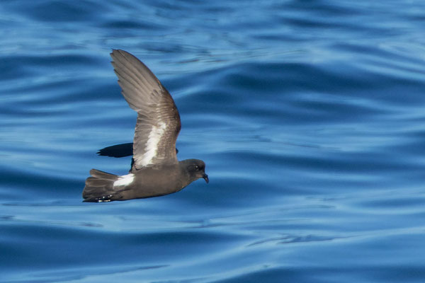 Sturmwellenläufer (Hydrobates pelagicus) im Flug, Blick auf die Unterseite.