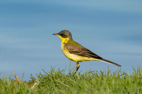 Subadultes Männchen (Oman, Januar 2026), von der Seite.
