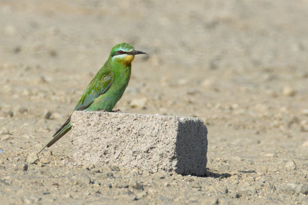 Blauwagenspinte sitzt auf einem Stein. Oman Januar 2025.