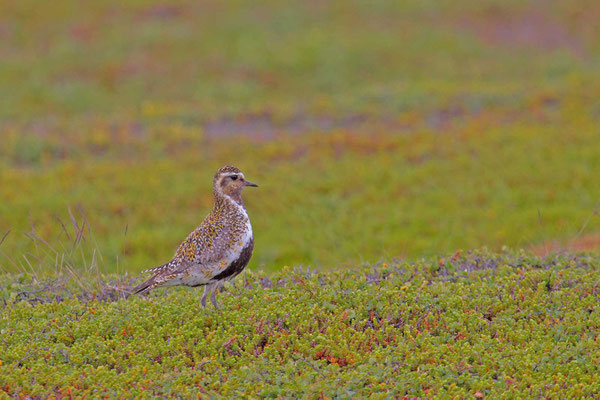 Goldregenpfeifer (Pluvialis apricaria) im Prachtkleid