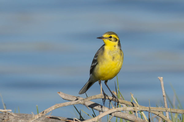 Zitronenstelze (Motacilla citreola); Oman (Januar 2026), vermutlich Männchen im ersten Winter im Schlichkleid.