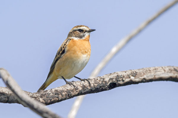 Braunkehlchen (Saxicola rubetra)