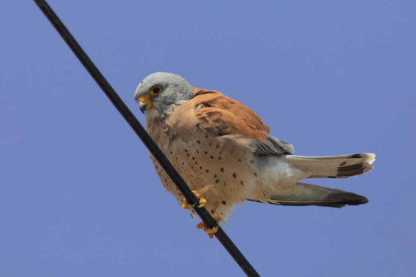 Rötelfalke (Falco naumanni), Männchen 