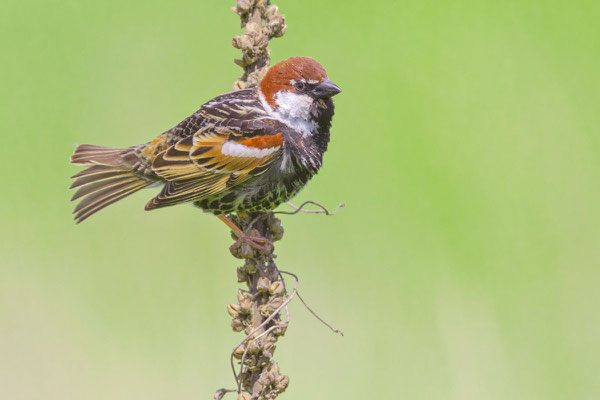 Männlicher Weidensperling (Passer hispaniolensis) sitzt auf einem Stängel einer Pflanze.