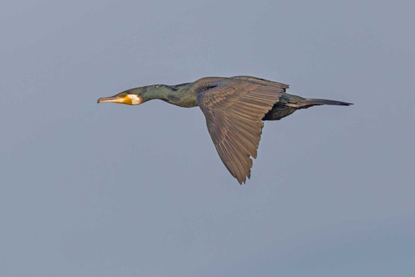 Kormoran (Phalacrocorax carbo) im Flug