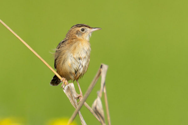 Cistensänger (Cisticola juncidis) sitztz auf einem Halm.